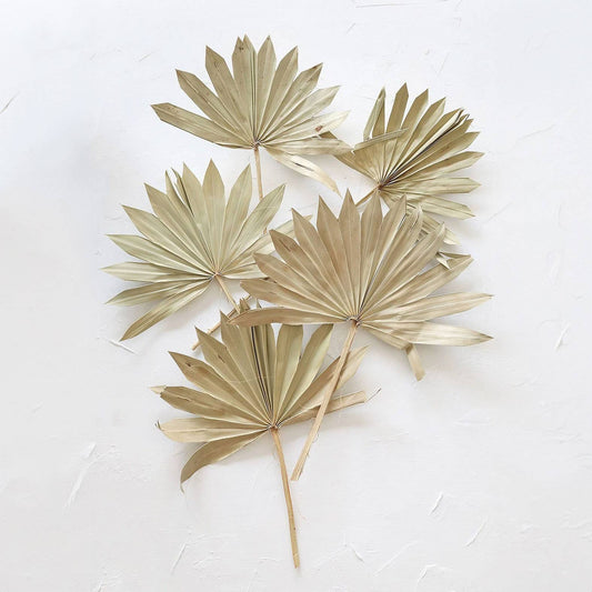 Natural Sun Palms - Bundle of 5