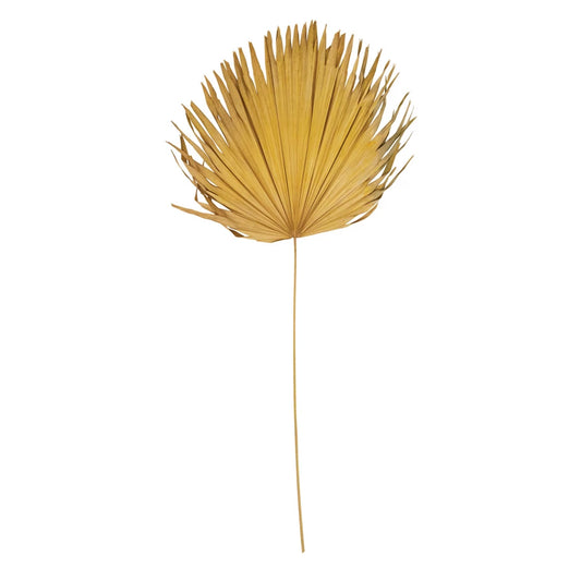 Extra Large Yellow Dried Palm Leaf