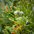 Load image into Gallery viewer, Mixed Pine & Juniper Garland
