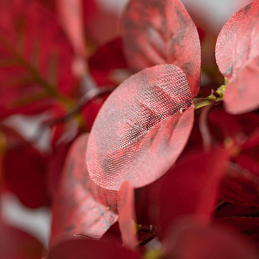 Red Eucalyptus Bundle